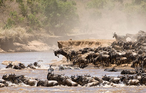 The Great Migration - Masaimara National park - Senior Citizen Tour to Kenya