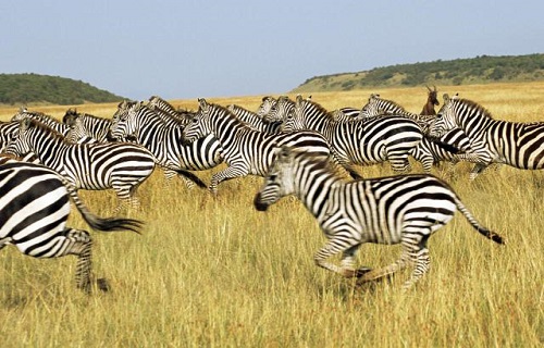 Senior Citizen Kenya Tour - Masaimara - Zebras