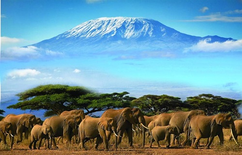 Senior Citizen Tour - Kenya African safari