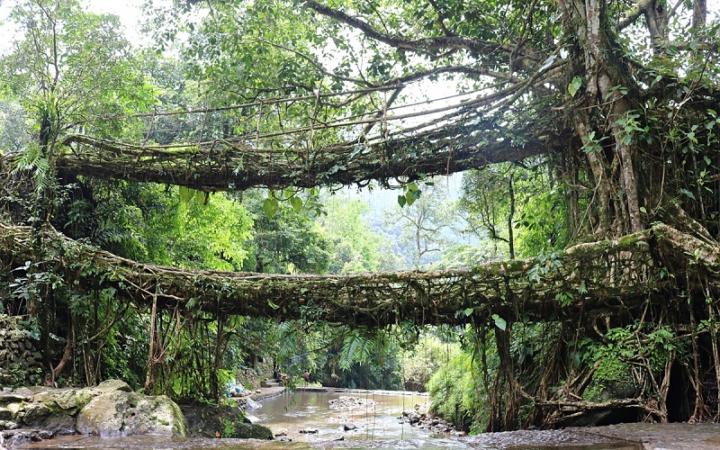 amazing root bridge in meghalaya