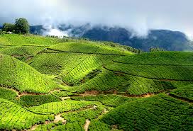 Kerala Houseboat, Munnar, Kochi tour package for Senior Citizens and Holiday gift for parents