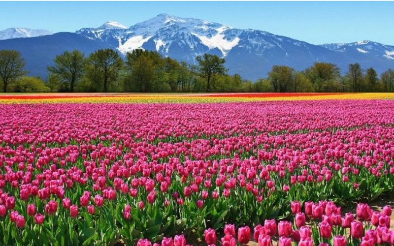 Kashmir Tulip Festival â€“ A Senior Citizen Kashmir Tour |  