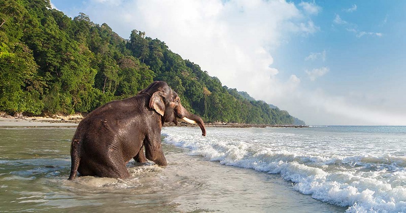 Senior Citizen Andaman Tour