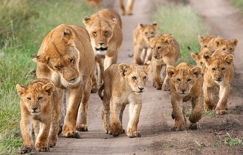 Senior Citizen Kenya Tour - Masai Mara Game Reserve