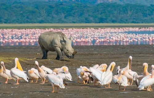 Senior Citizen Tour - Lake Naivasha National park - Kenya