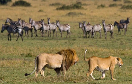 Senior Citizen Kenya Tour - Masai Mara Game Reserve