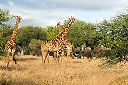 Kenya Africa Masaimara Safari Tours and Travels for senior Citizens
